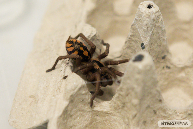 A Linothele fallax spider. Photo by Dmitry Grigoryev / ITMO.NEWS
