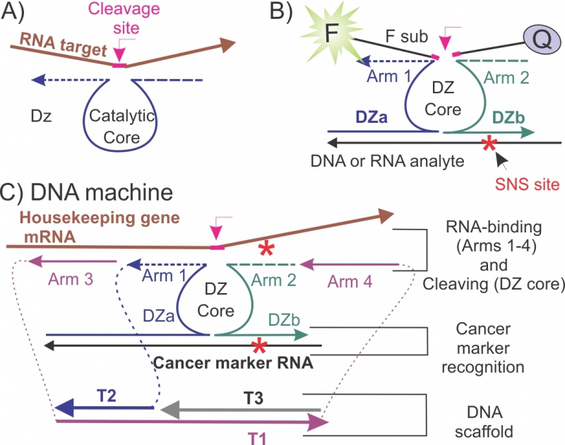 Конструкция разработанной ДНК-наномашины