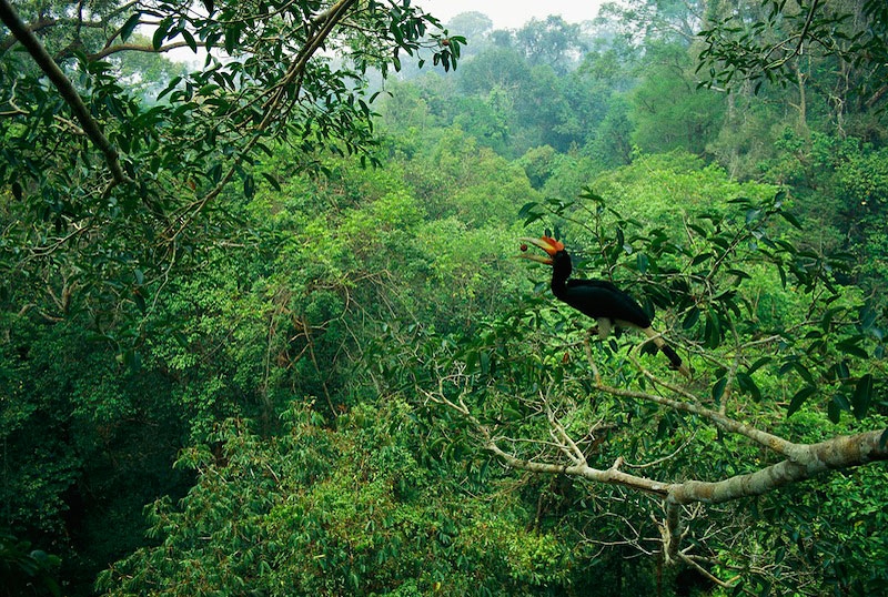 Borneo's rainforest. Credit: timlaman.com
