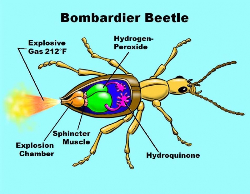 The Bombardier Beetle. Credit: zen.yandex.com
