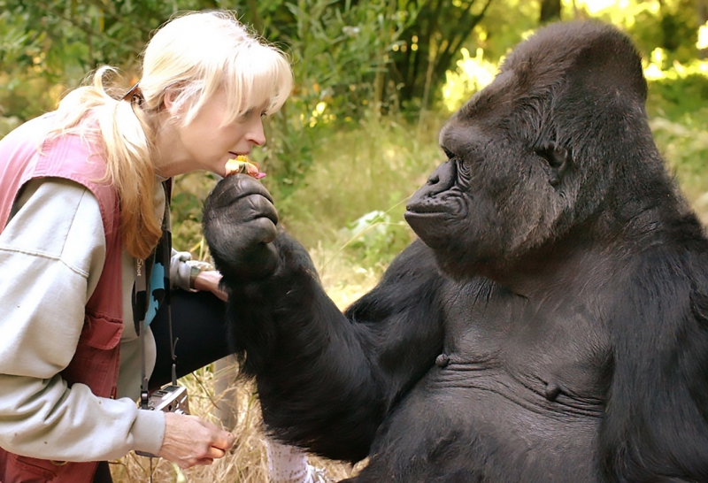 Koko the Gorilla. Credit: alev.biz