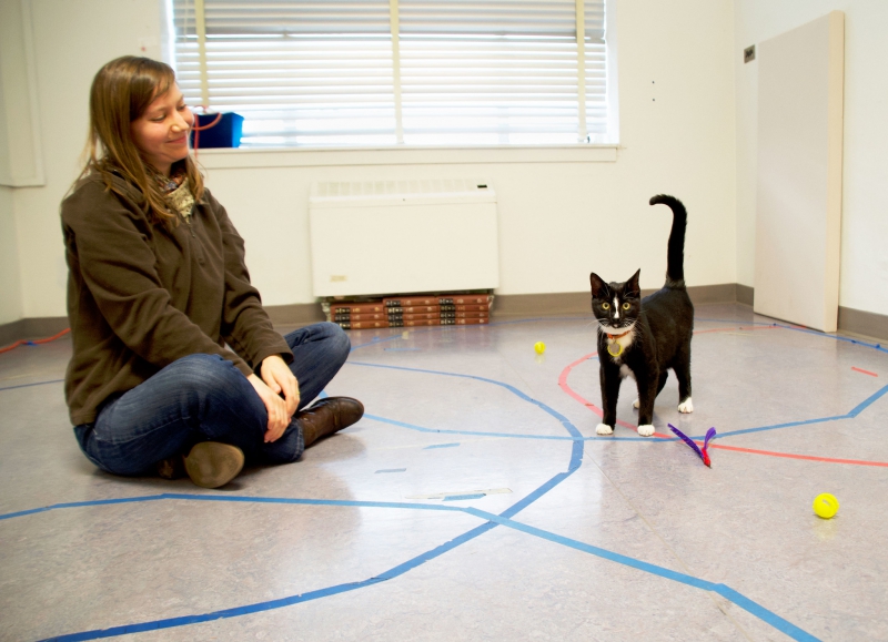 Кристин Витале и кошка в Лаборатории взаимодействия человека и животных в университете Орегоны. Источник: today.oregonstate.edu