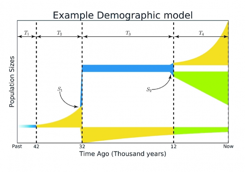 Пример модели демографической истории. Изображение предоставлено авторами статьи
