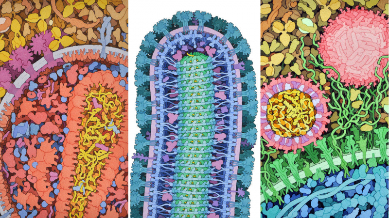Virus art by David Goodsell. Credit: sciencemag.com